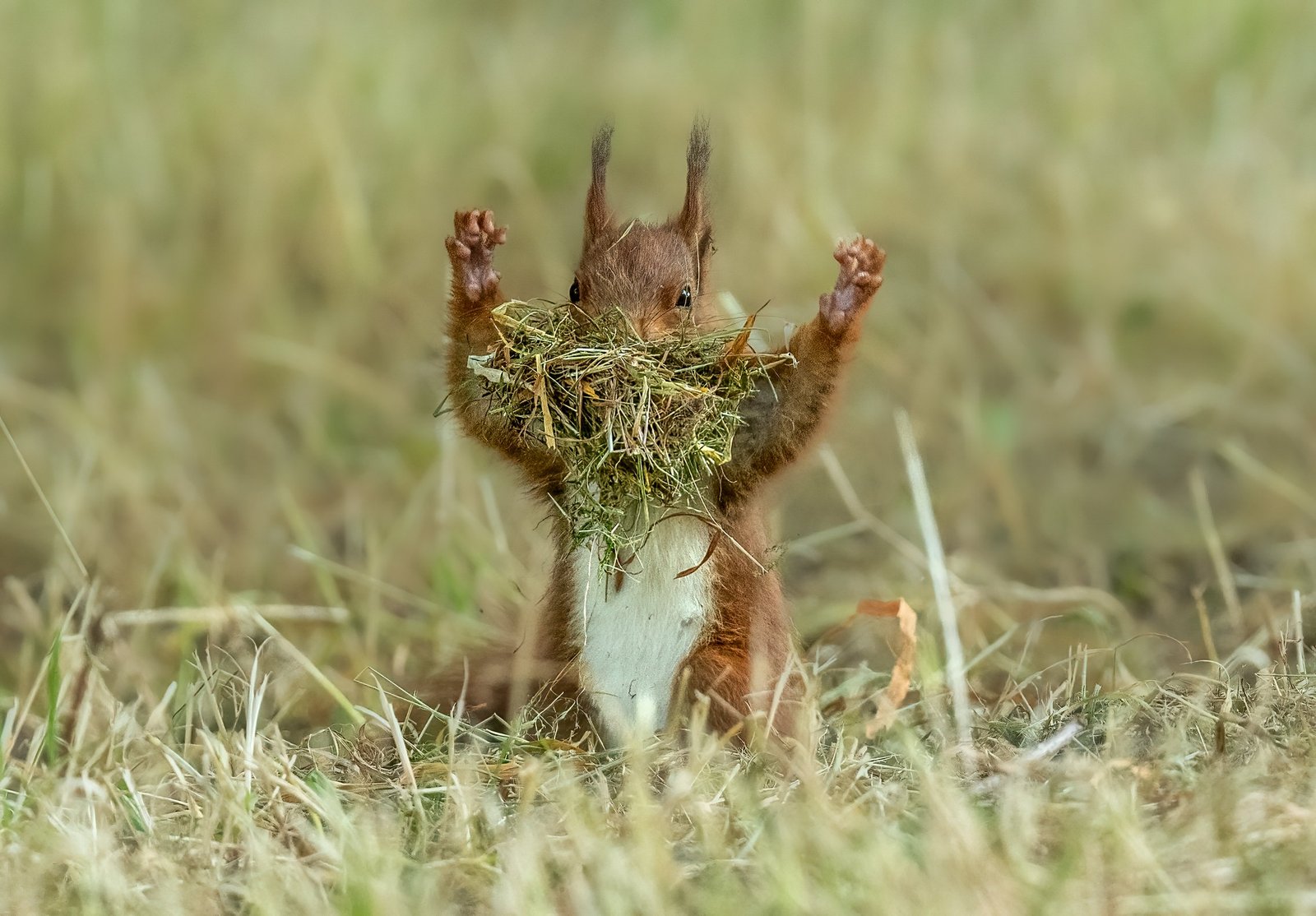squirrel with mouth full of greenery