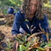 University of Michigan runners blitz campus peony garden, preparing hundreds of plants for winter