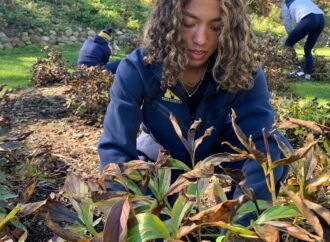 University of Michigan runners blitz campus peony garden, preparing hundreds of plants for winter
