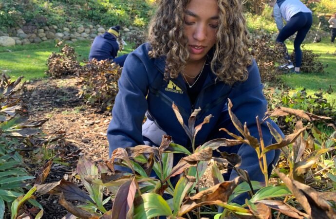 University of Michigan runners blitz campus peony garden, preparing hundreds of plants for winter