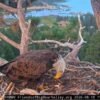 Unknown bald eagle spotted on Shadow’s nest