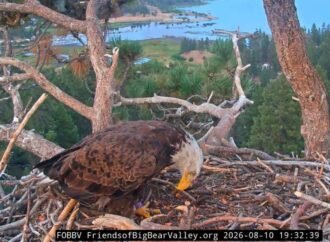 Unknown bald eagle spotted on Shadow’s nest