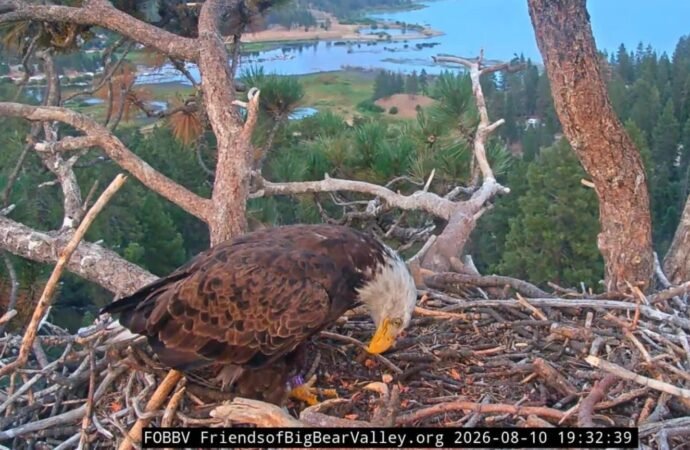Unknown bald eagle spotted on Shadow’s nest
