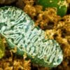 Unprecedented atlas explores mitochondria across the tree of life