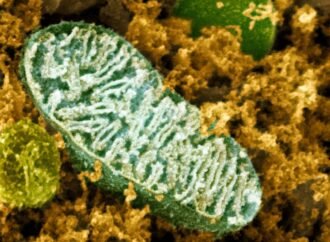 Unprecedented atlas explores mitochondria across the tree of life