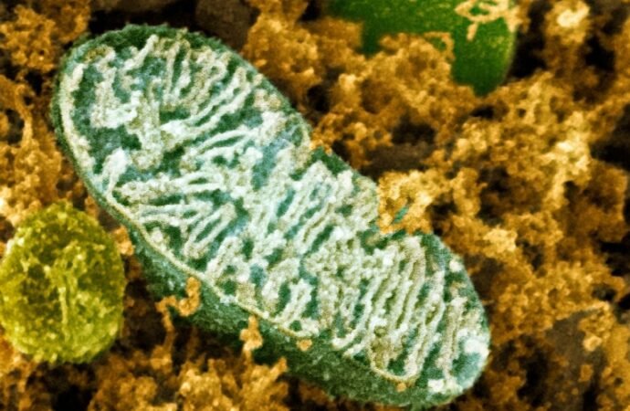Unprecedented atlas explores mitochondria across the tree of life