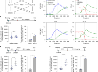 WEE1 opposes APC/CCDH1 activity to promote S phase entry – Nature