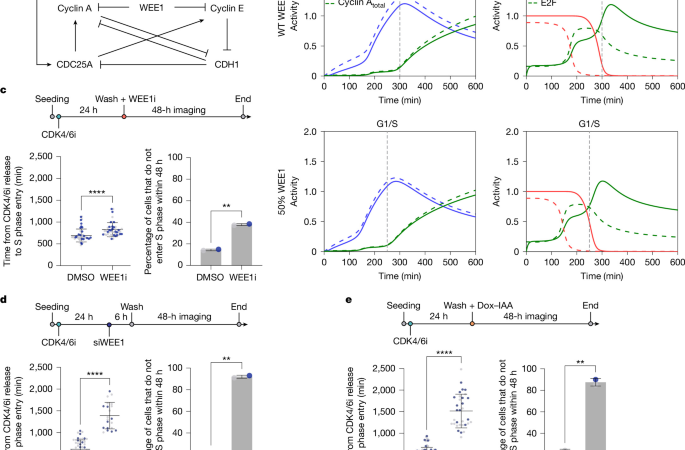 WEE1 opposes APC/CCDH1 activity to promote S phase entry – Nature