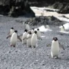 What killed 500-plus penguins? How scientists solved the mystery