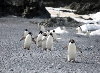 What killed 500-plus penguins? How scientists solved the mystery