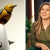 What’s going on between Kelly Clarkson and a Brooklyn store bird?