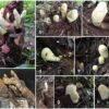 When ‘T. rex’ died, a new giant fungus named ‘D-rex’ took over