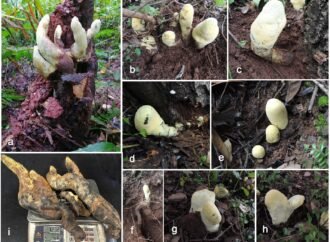 When ‘T. rex’ died, a new giant fungus named ‘D-rex’ took over