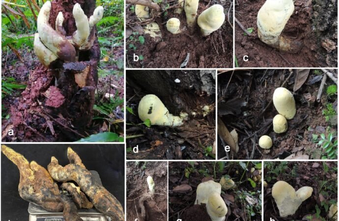 When ‘T. rex’ died, a new giant fungus named ‘D-rex’ took over