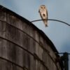 Who’s there? A rare family of barn owls takes over a water tower in Manhattan’s Upper West Side | Fortune