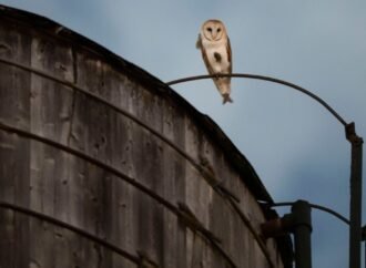 Who’s there? A rare family of barn owls takes over a water tower in Manhattan’s Upper West Side | Fortune