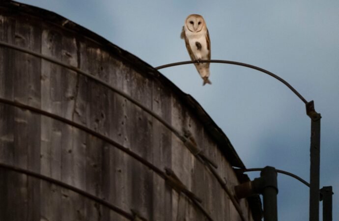 Who’s there? A rare family of barn owls takes over a water tower in Manhattan’s Upper West Side | Fortune