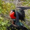 Why are some animals so colorful? Blame this pigment.
