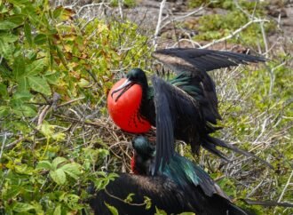 Why are some animals so colorful? Blame this pigment.