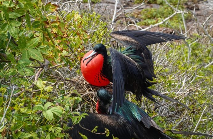 Why are some animals so colorful? Blame this pigment.