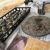 Why volunteers are gluing seeds to clam shells in Connecticut