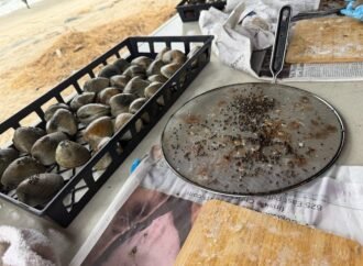 Why volunteers are gluing seeds to clam shells in Connecticut