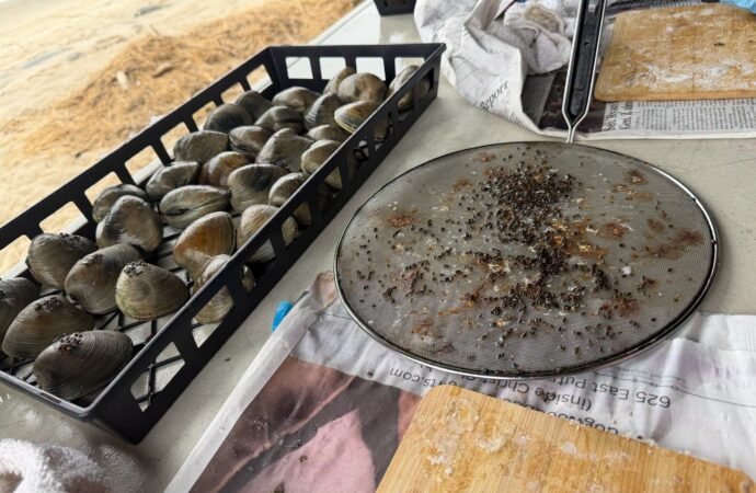 Why volunteers are gluing seeds to clam shells in Connecticut