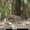 Wildlife camera in Guatemala captures a once-in-a-decade snapshot