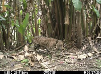 Wildlife camera in Guatemala captures a once-in-a-decade snapshot