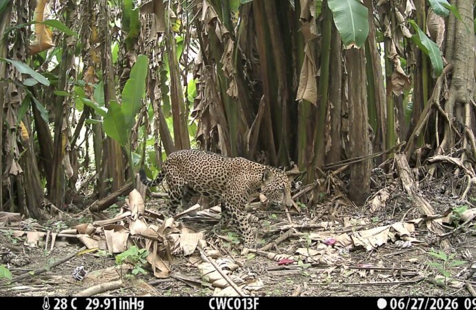 Wildlife camera in Guatemala captures a once-in-a-decade snapshot