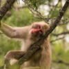 Will a macaque eat a grape sitting on a pile of poo? A study on germaphobia