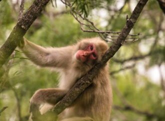 Will a macaque eat a grape sitting on a pile of poo? A study on germaphobia