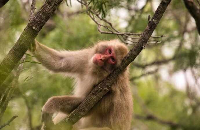 Will a macaque eat a grape sitting on a pile of poo? A study on germaphobia
