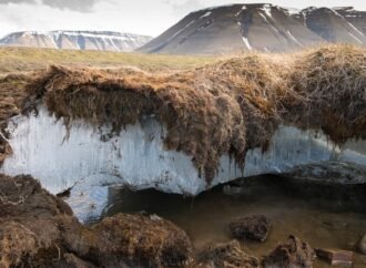 Woody ‘blankets’ are being deployed on Arctic permafrost to reduce carbon emissions