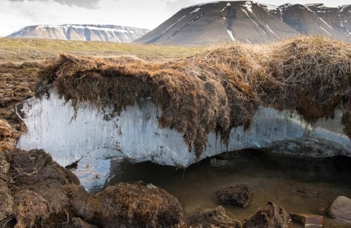 Woody ‘blankets’ are being deployed on Arctic permafrost to reduce carbon emissions