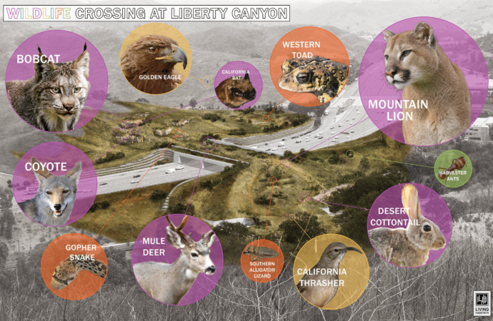 World’s largest wildlife crossing nears completion in California