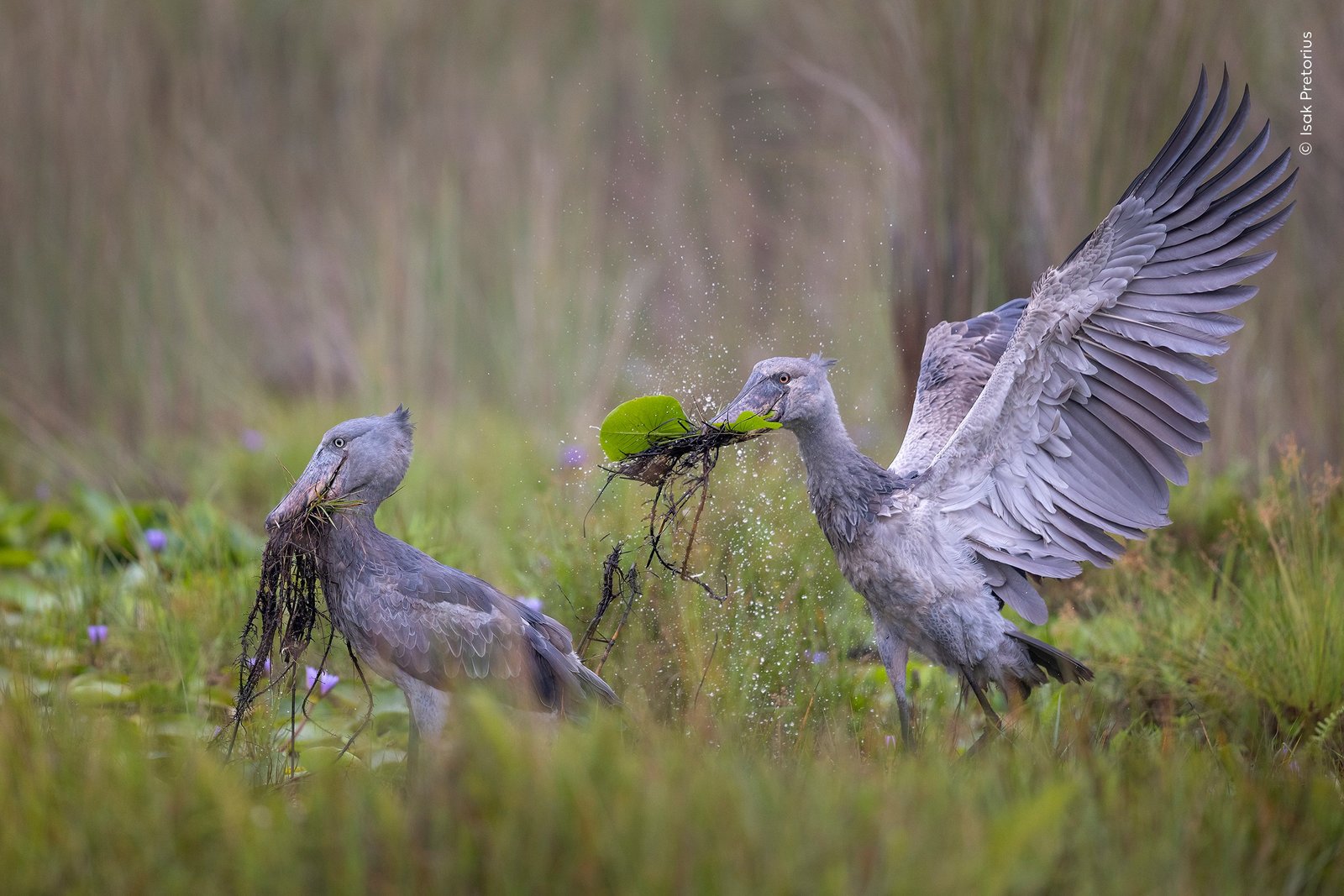 two elusive shoebill storks among wetland vegetation.
