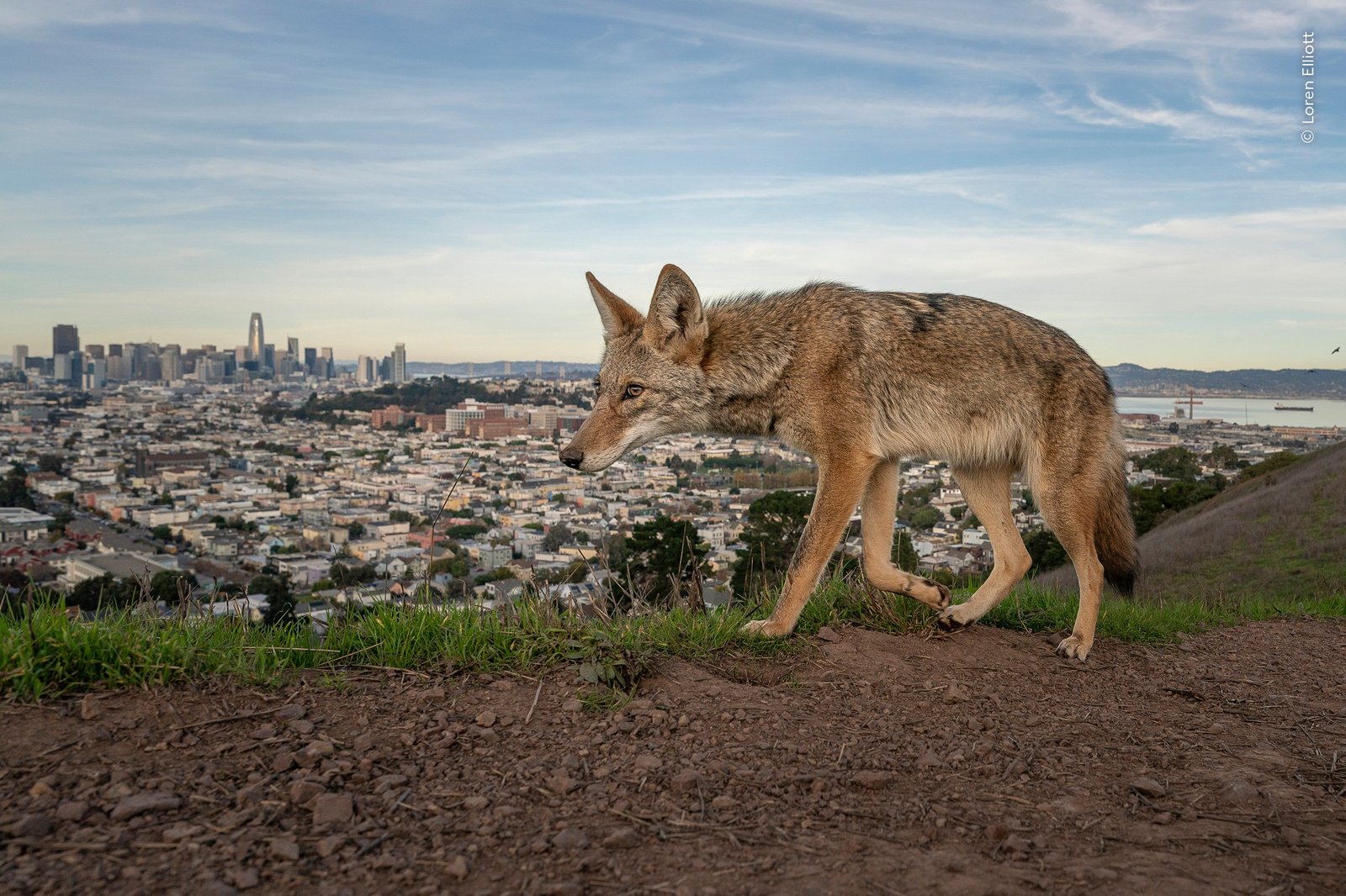 coyote pads along a trail overlooking the city and bay of San Francisco.