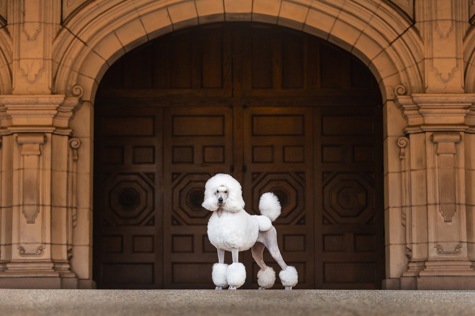 a fancy poodle standing in front of old building
