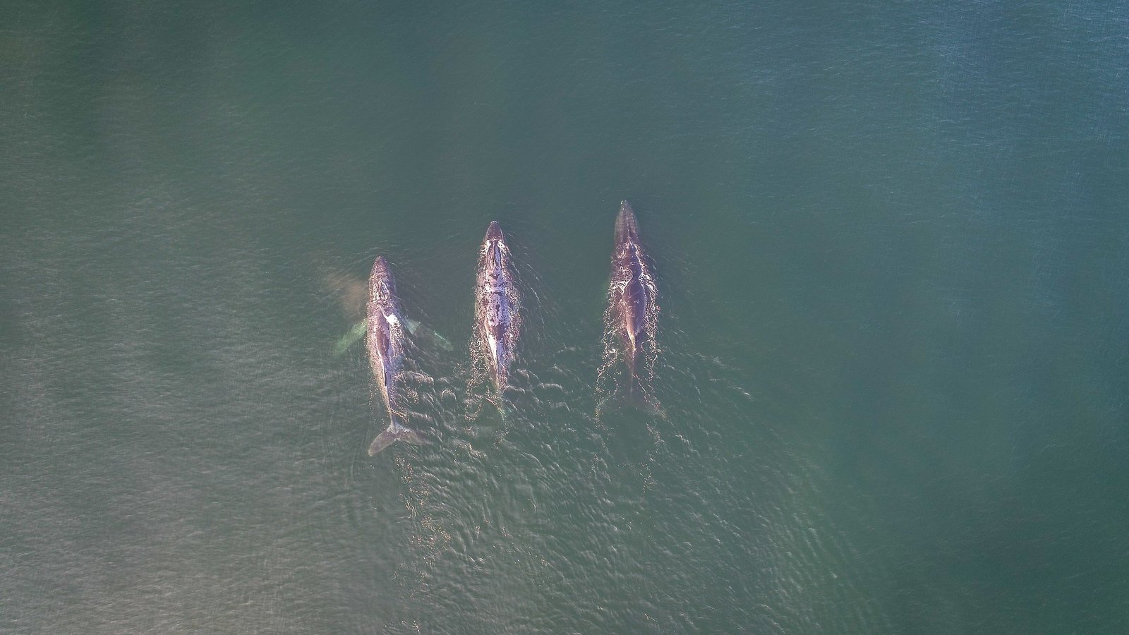 a drone image of three whale swimming