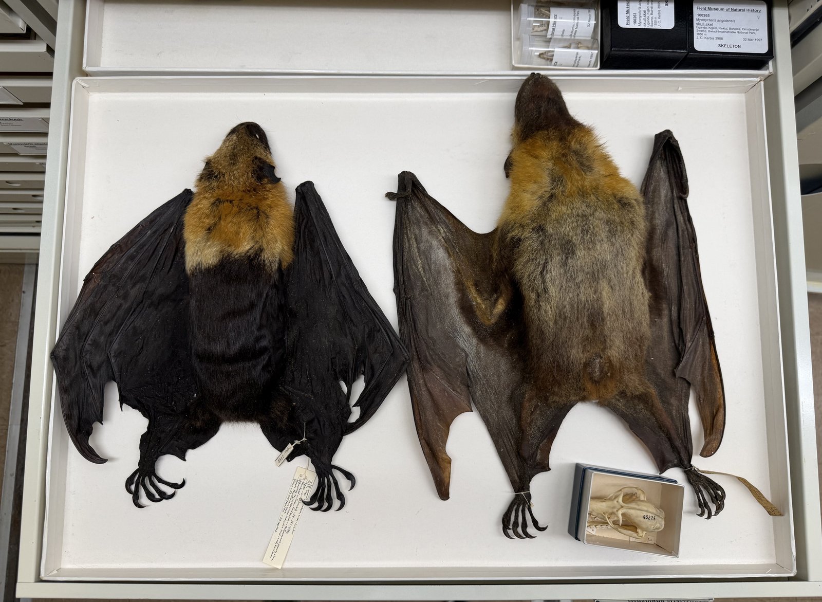 To help exemplify the overall phenomenon of flying foxes shrinking, two specimens from the Field Museum's collections. The smaller specimen on the left is from 1995; the larger specimen on the right is from 1948. Image: © Field Museum.