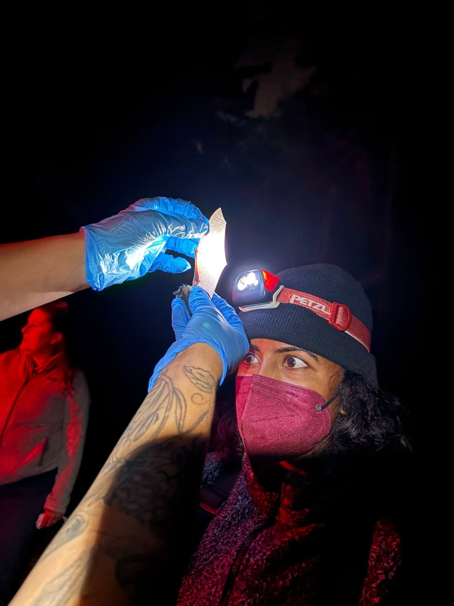 a scientist wearing a headlamp looks at the membrane between a bat's wings with