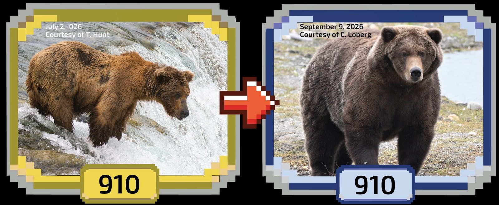 a skinny bear and fat bear
