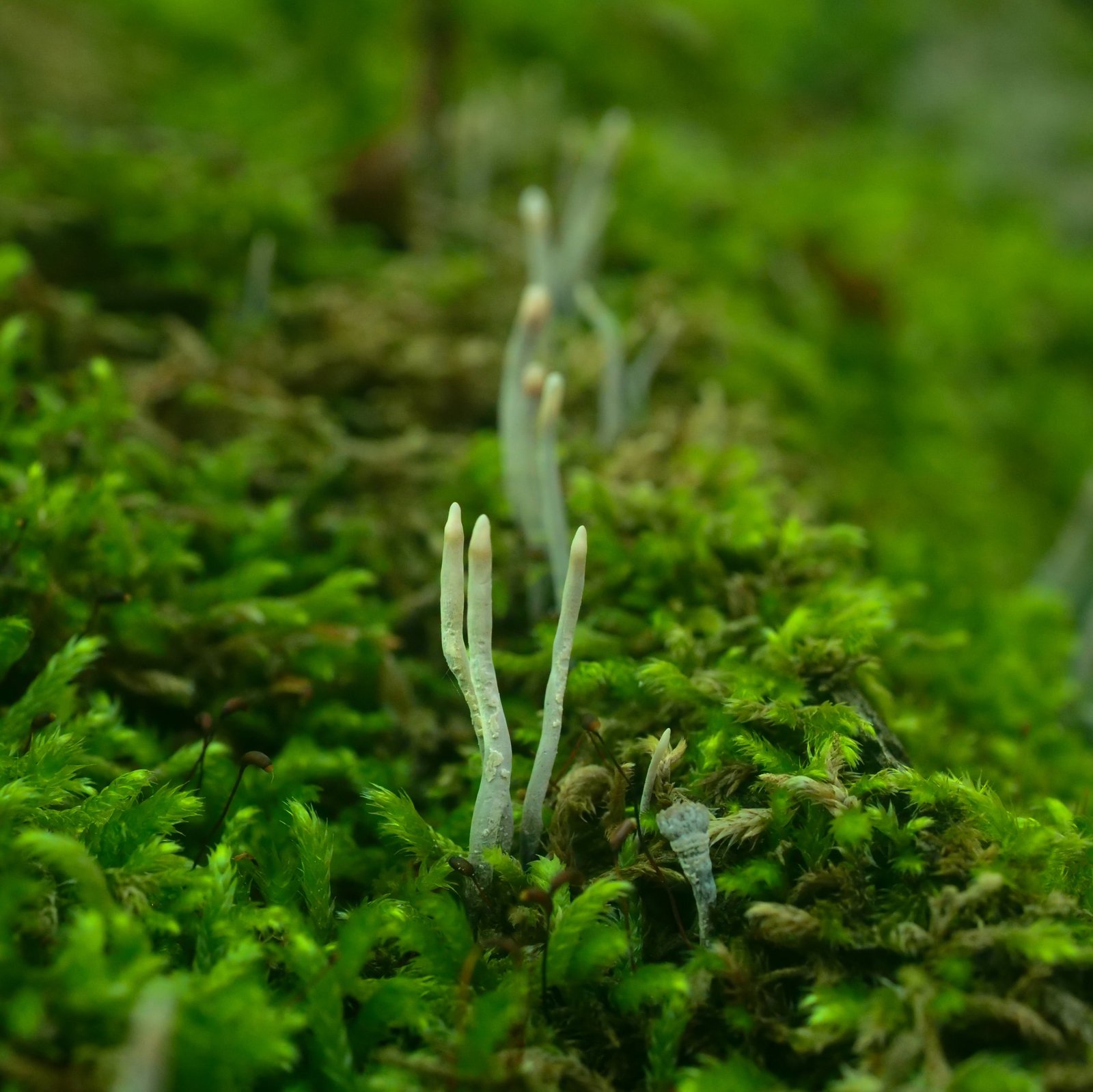 a fungi that looks like a hand coming out of grass