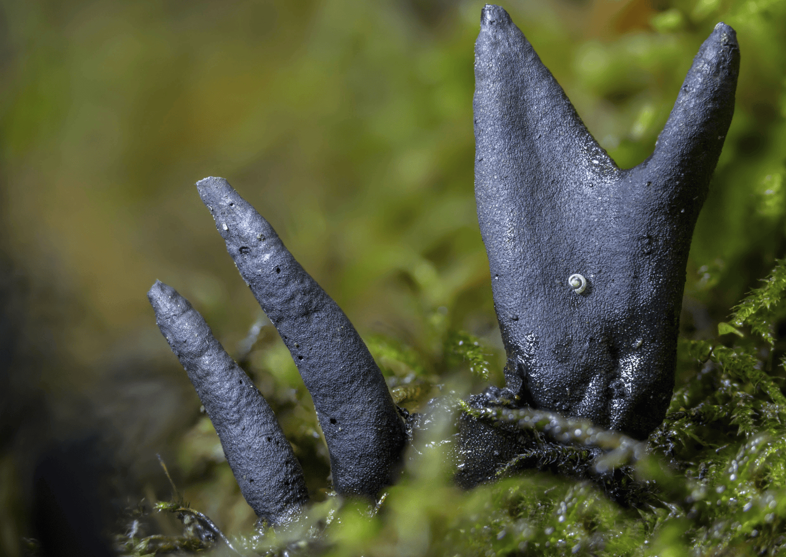 a black fungus that looks like a hand