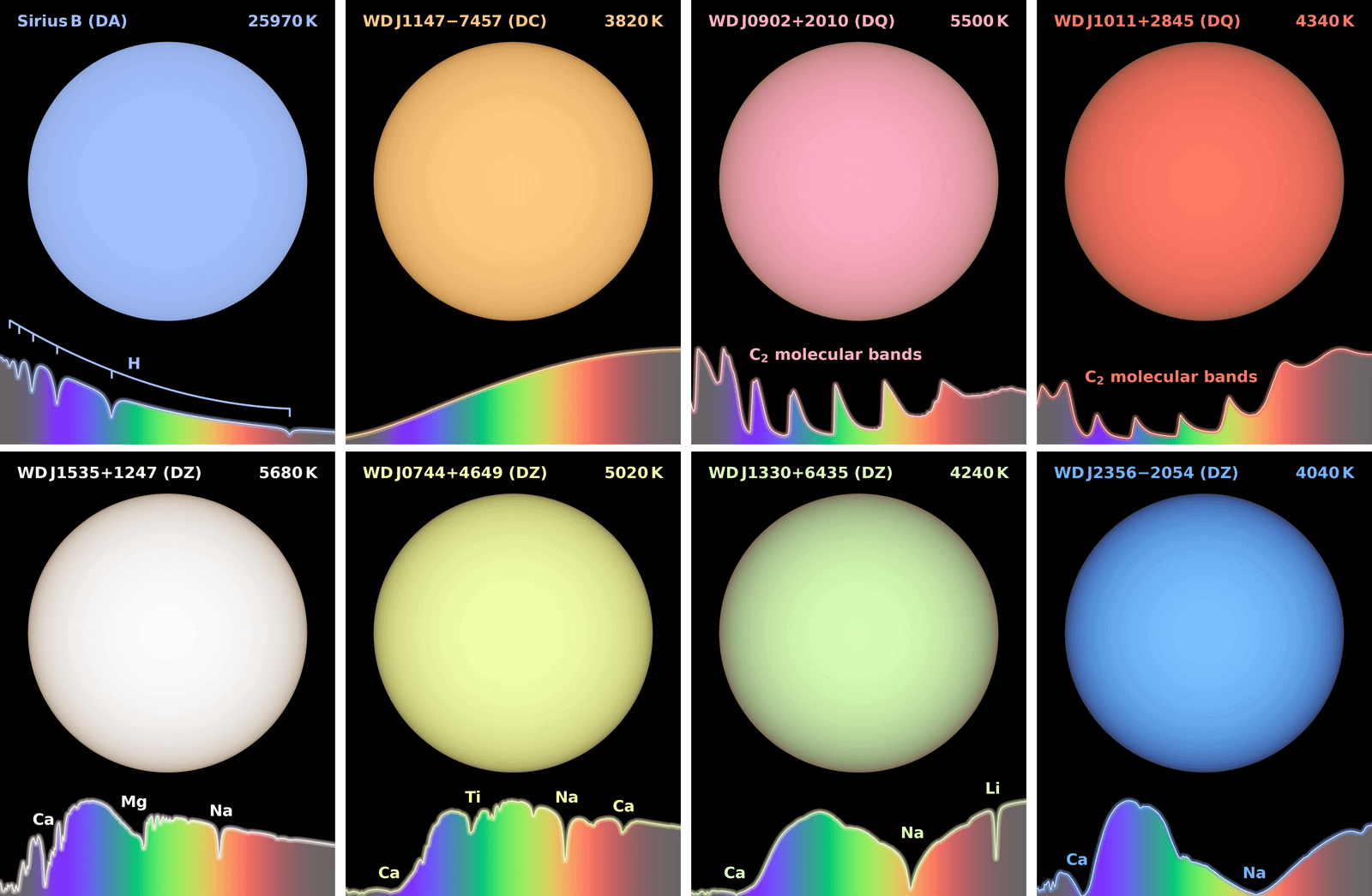 Color-accurate simulated images of white dwarfs. Top Left panels: Sirius B is the nearest white dwarf to the Solar System, with a hot hydrogen atmosphere, resulting in a pale blue colour. WDJ1147-7449 is instead among the coolest nearby white dwarfs, giving it a featureless spectrum and an orange appearance. Top Right panels: Convective envelopes in these cool white dwarfs have dredged up carbon from their cores into their dense helium-dominated atmospheres, forming diatomic carbon molecules that lead to various pink hues. Bottom panels: Accretion of rocky debris from the white dwarf planetary systems enriches their cool helium atmospheres with elements such as calcium, magnesium, and sodium. The varying amounts/compositions of accreted material and white dwarf temperatures allow for a diverse array of colours, including green. In reality all stars would be many millions of times brighter than what can be shown on-screen. Image: Mark Hollands/University of Warwick