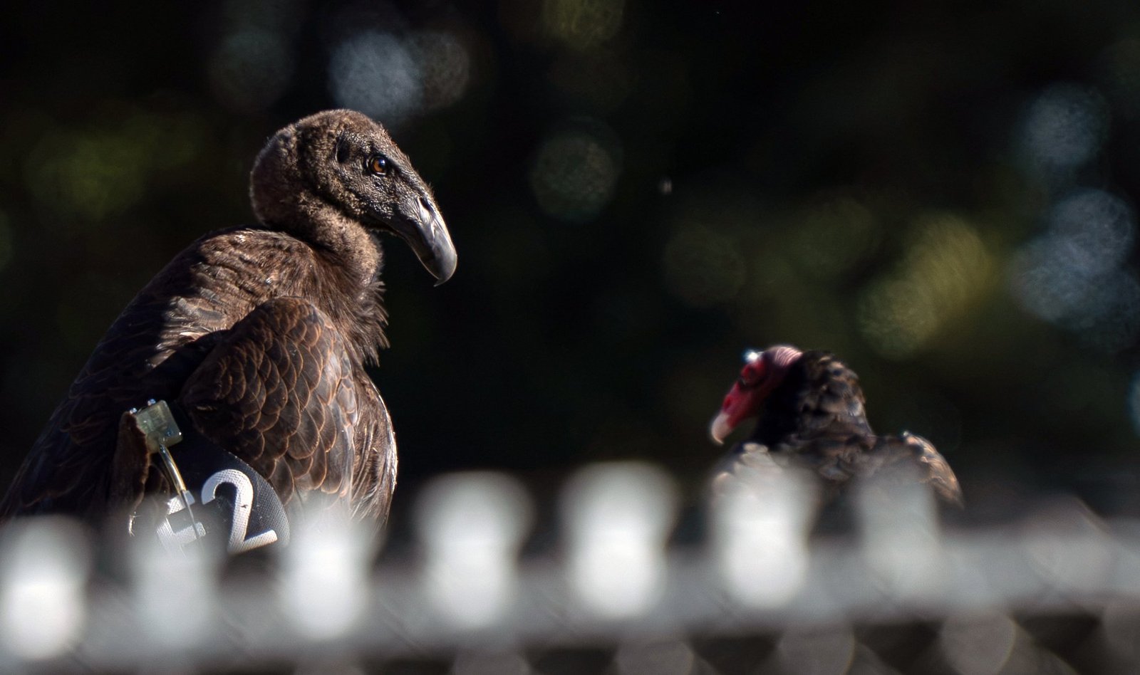 two condors