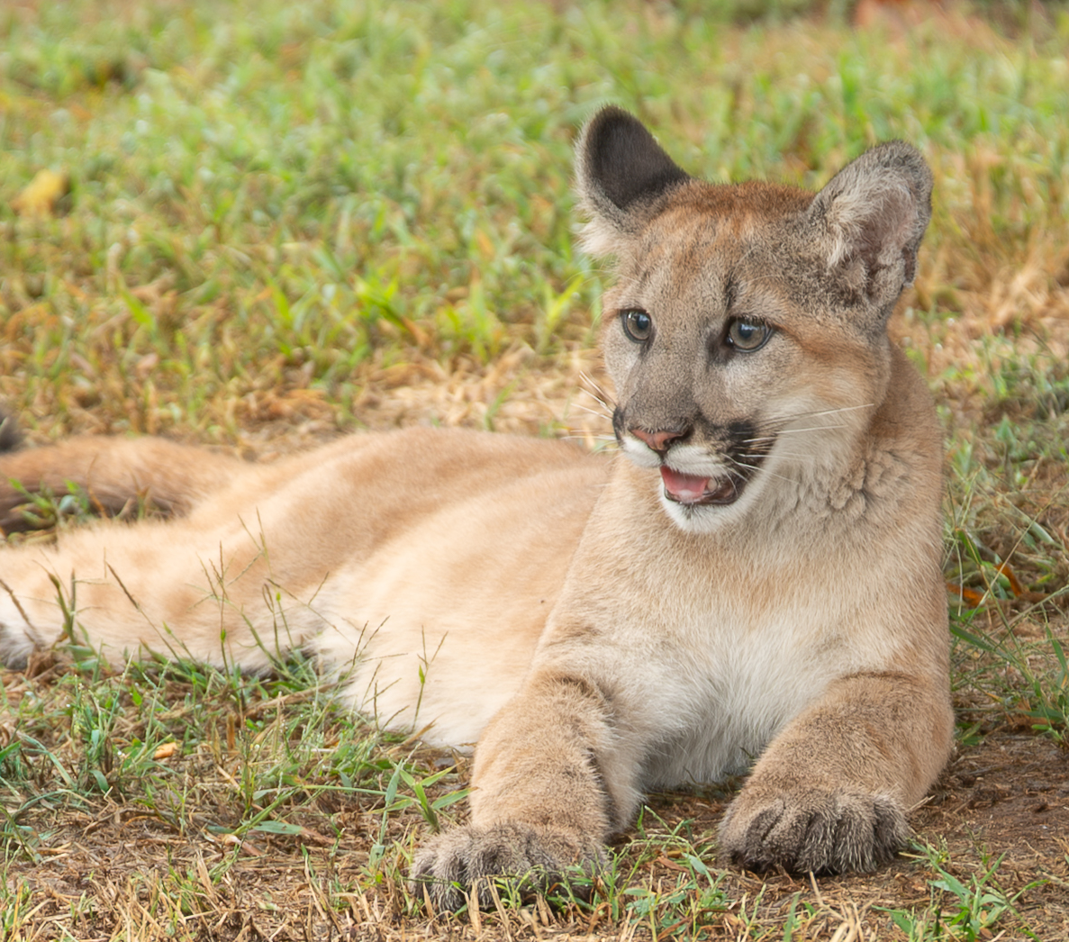 a mountain lion with three legs laying in grass