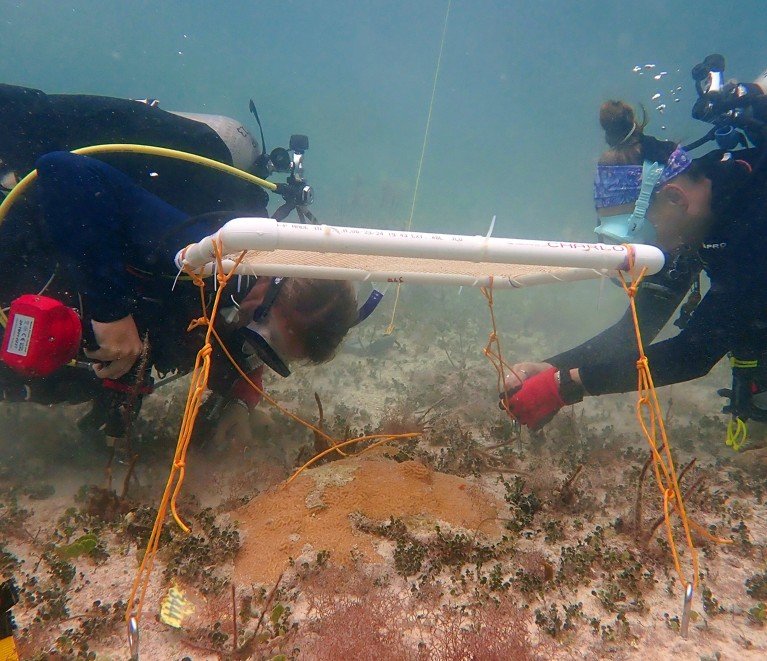 Two researchers in scuba gear assembling a shade over a coral on the sea floor.