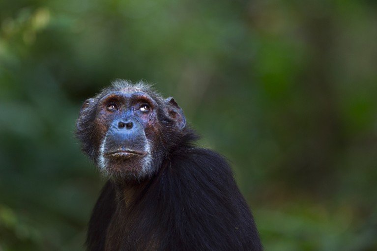Portrait of an eastern chimpanzee in front of a blurred green leafy background